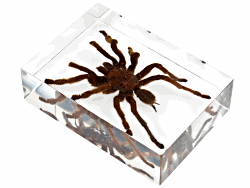 BUG005